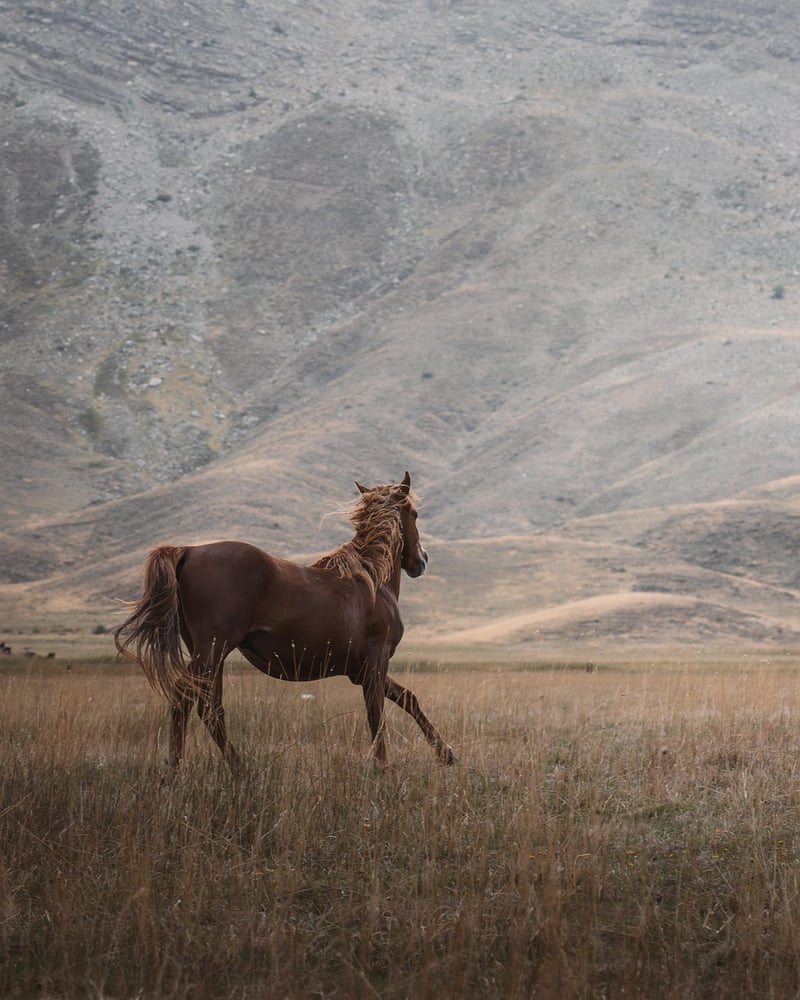 Majestic Equines